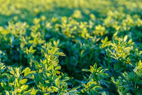 Ventajas Para Elegir El Mejor Cultivar De Alfalfa En Zonas Productivas