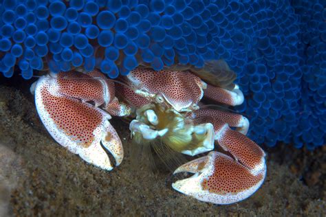 Porcelain Crab These Crustaceans Always Live Under Anemone Flickr