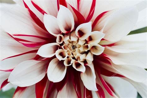 White Red Dahlia Flower — Stock Photo © Oleghz 83913732