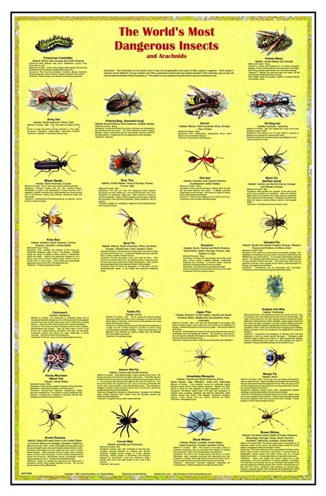 Worlds Most Dangerous Insects And Arachnids Laminated Poster 38x26