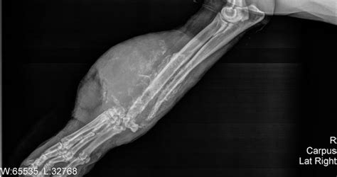 Conventional treatment is more cancer oriented, and. Bone Cancer in Dogs • Long Beach Post