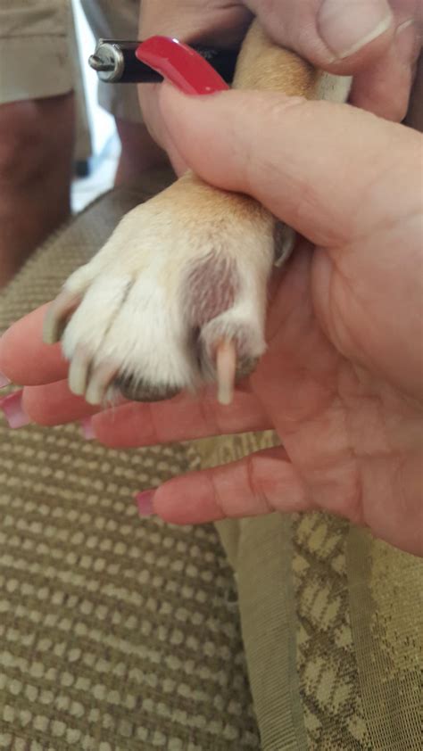 My Dog Has A Bumpblister On His Paw Petcoach