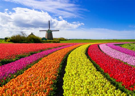 Learn All About Each Tulip Color Meaning Petal Talk