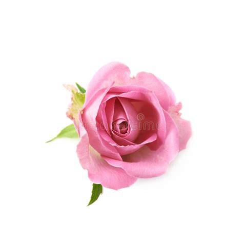 Single Pink Rose Bud Isolated Stock Photo Image Of Anniversary