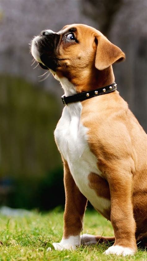 Thick hair isn't a curse, it's a blessing in disguise! Top 5 Most Affectionate Dog Breeds Breed#01 Boxer The ...