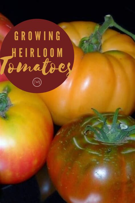 Heirloom Tomato Plants And My Lessons Learned Mother 2 Mother Blog
