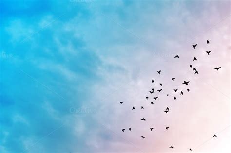 Birds Flying In The Blue Sky Stock Photo Containing Sky And Bird