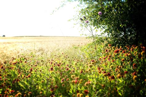 Field Of Wildflowers And Bushes Free Stock Photo Public Domain Pictures