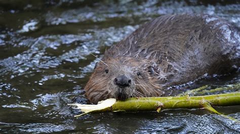 Oh Dam How Beavers Are Master Environmental Engineers And Might Just Save The World Goodness