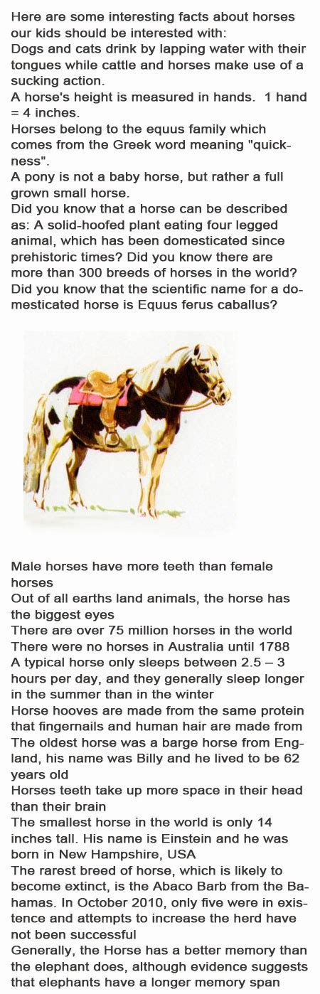 Facts About Horses For Kids Childhood Education