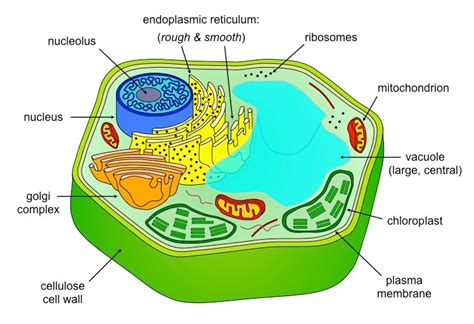 Ib Dp Biology Topic 1 Cell Biology 12 Ultrastructure Of Cells Study Notes
