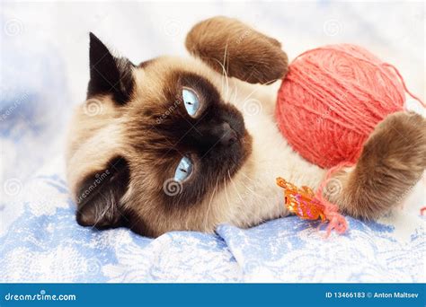 Siamese Cat Playing Stock Image Image Of Cute Feline 13466183