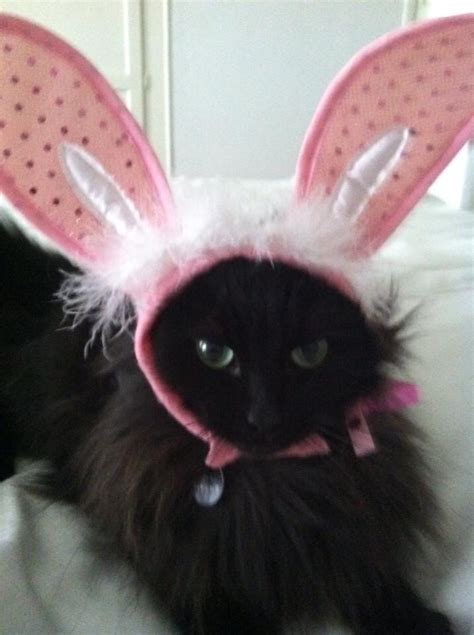 Cats In Hats Lola Greenberg Easter Cats Cat Hat Cute Cats