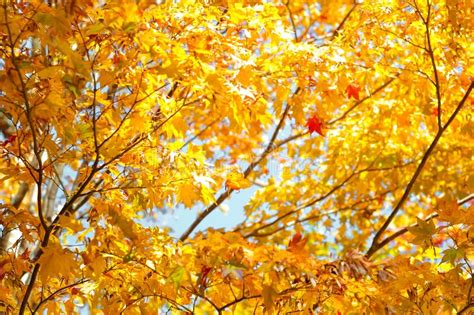 Autumn Season Of Tree And Leaves Stock Photo Image Of Outdoor Beauty