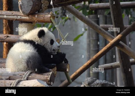 Panda Cub At Chengdu Panda Reserve Chengdu Research Base Of Giant