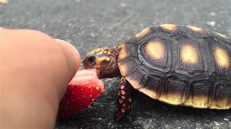 Baby Turtle Eating A Strawberry Cute Youtube