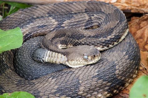 Outdoor Radio In Search Of The Endangered Timber Rattlesnake Vermont