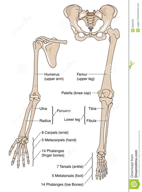 Limb Bones Stock Vector Illustration Of Tarsals Forearm