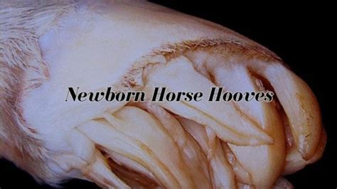 Strange And Interesting Facts About Newborn Horse Hooves