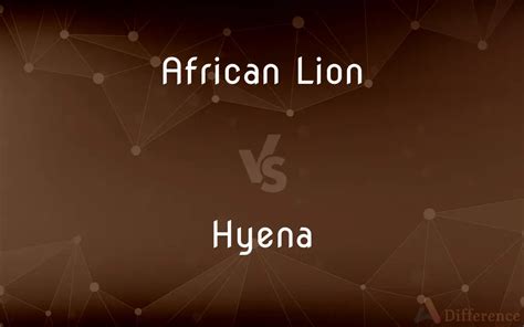 African Lion Vs Hyena — Whats The Difference