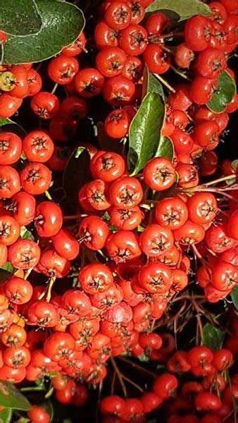Pyracantha Red Column Evergreen Shrub With Red Berries In