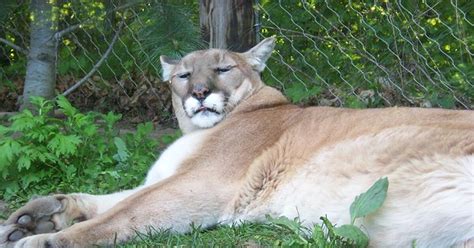 Cougar Spotted In Upper Peninsula Wcmu Public Radio