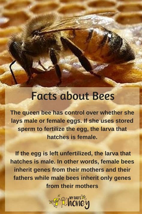Facts About Bees Queen Bees Hatch Female Honey Bee Facts Bee