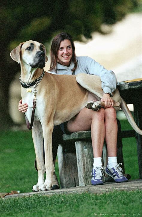 Woman With Great Dane Dog Great Dane Great Dane Puppy Dane Dog