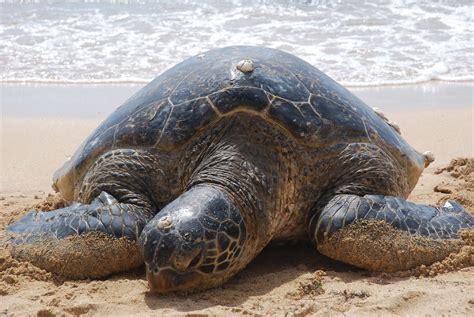 Sea Turtle Taking A Rest Laniakea Beach North Shore Of Oahu Hi