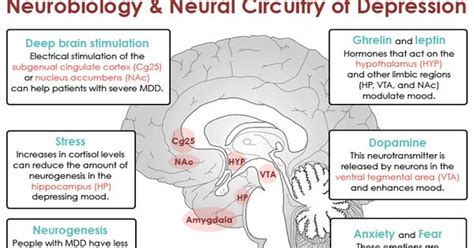 This Infographic Explores The Neurological Basis Of Major Depressive