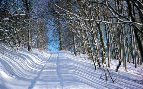 Winter In Forest Free Stock Photo Public Domain Pictures