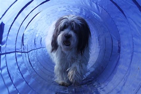 How To Build Your Own Backyard Agility Course The Dogington Post