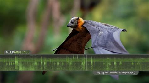 Flying Fox Fruit Bat Sounds The Shrieking Calls Of Flying Foxes At