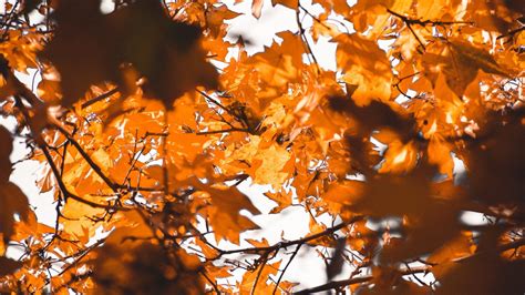 Download Wallpaper 1366x768 Leaves Autumn Branches Blur Tablet