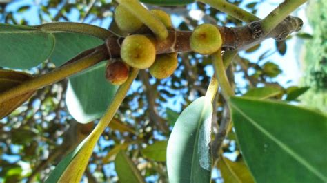 Ficus Is A Genus Of About 850 Species Of Woody Trees Shrubs Vines