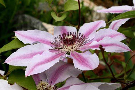 Find photos of pink clematis. Pink Clematis Flower Nelly Moser Picture | Free Photograph ...