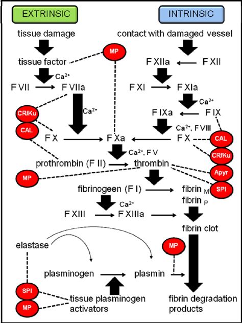 Coagulation Cascade Chart