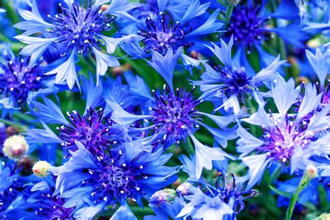 Most Beautiful Blue Flowers Of The World Review Mentor