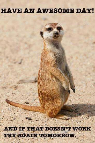 A Small Meerkat Standing On Its Hind Legs In The Sand Looking Up
