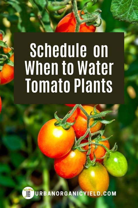 How Often Should You Watering Tomato Plants And Schedule In 2020