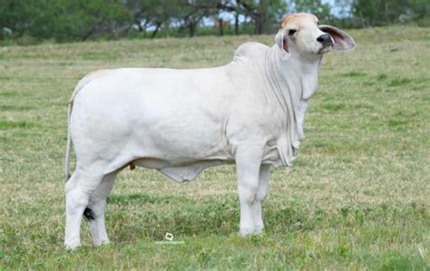 Gray Brahman Females For Sale Superior Cattle Stock Brahman Cattle