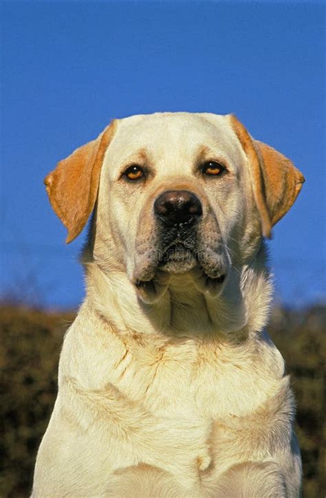 Yellow Labrador Retriever Portrait Of Adult Stock Photo Image Of