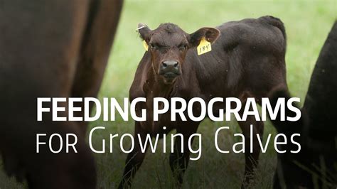 Feeding Programs For Growing Calves Youtube