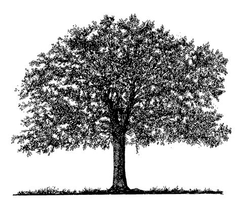 Free Clipart Line Drawing Live Oak Tree 20 Free Cliparts Download