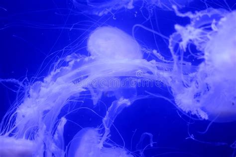 Beautiful Jellyfish In The Aquarium Stock Image Image Of Aquarium