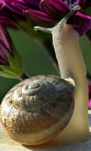 Smell Good Mobile Homes And Snails On Pinterest