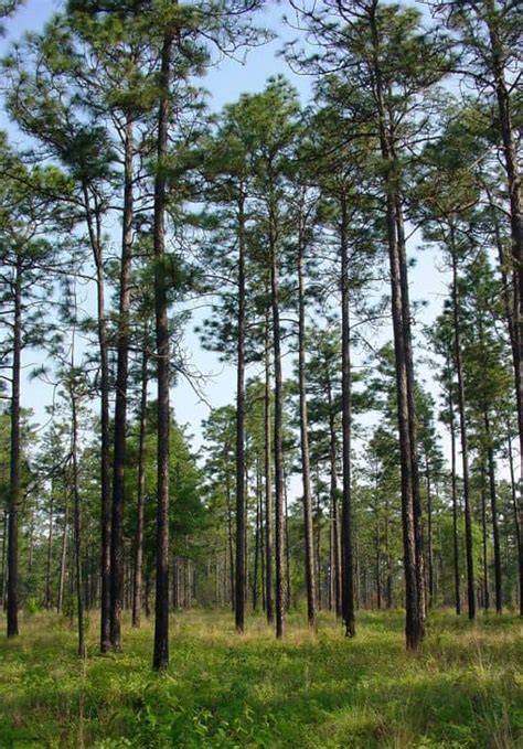 5 Typical Kinds Of Pine Trees In Louisiana Progardentips