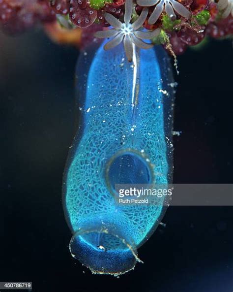 sea squirt photos and premium high res pictures getty images