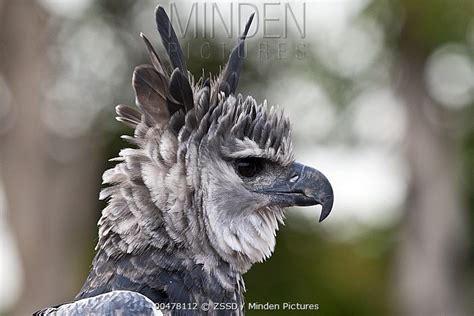 Harpy Eagle Stock Photo Minden Pictures