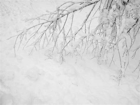 Frozen Trees In The Cold Forest Winter Snow Stock Image Image Of